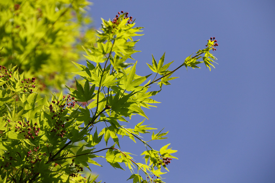 自然の姿は真理そのもの 花々の命が輝く神総本部の様子 | 大山ね 自然の姿は真理そのもの 花々の命が輝く神総本部の様子 | 大山ね